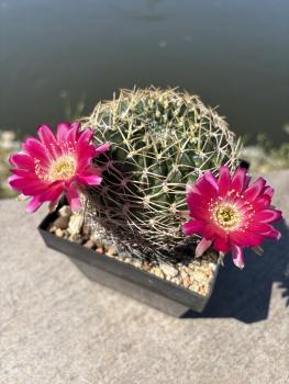 Preview: Lobivia acanthoplegma var. roseiflora